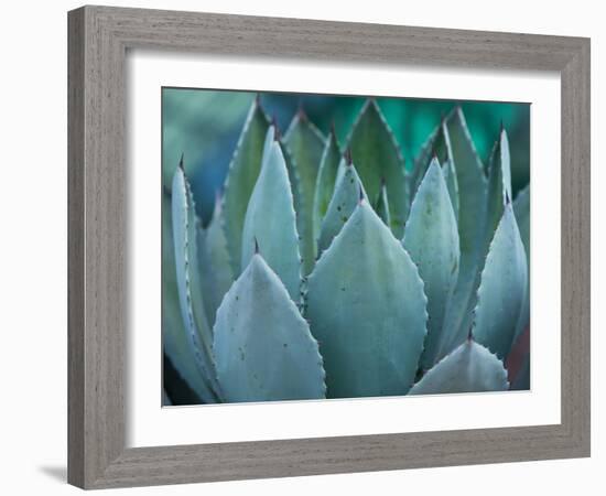 Macro of Succulent Plant in the Desert-kenny001-Framed Photographic Print