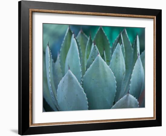 Macro of Succulent Plant in the Desert-kenny001-Framed Photographic Print