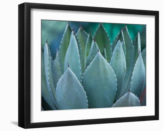 Macro of Succulent Plant in the Desert-kenny001-Framed Photographic Print