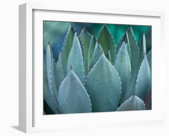 Macro of Succulent Plant in the Desert-kenny001-Framed Photographic Print