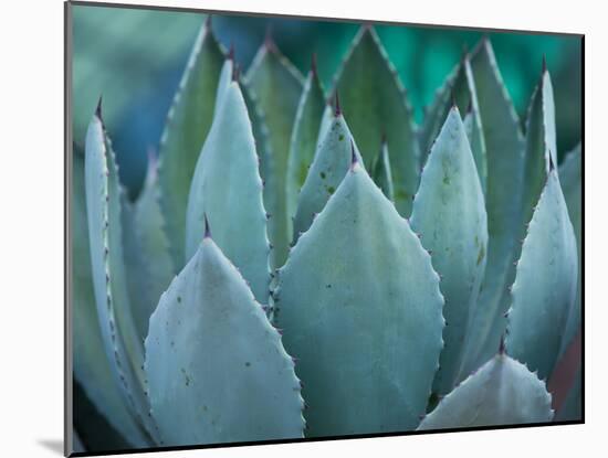 Macro of Succulent Plant in the Desert-kenny001-Mounted Photographic Print