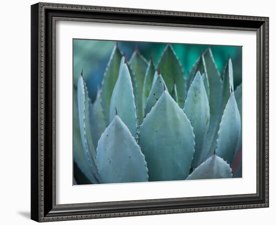 Macro of Succulent Plant in the Desert-kenny001-Framed Photographic Print