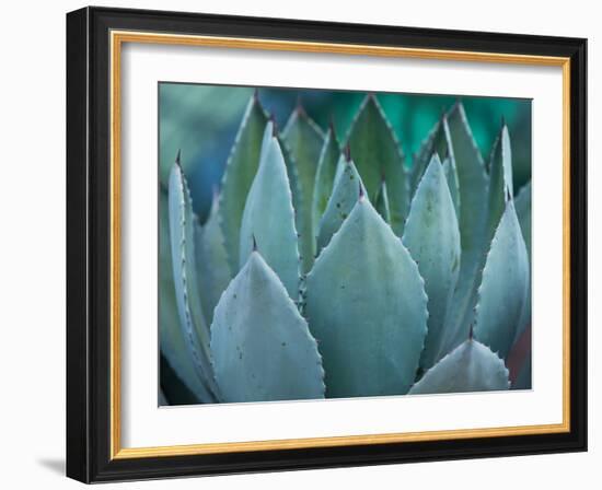 Macro of Succulent Plant in the Desert-kenny001-Framed Photographic Print