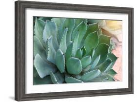 Macro of Succulent Plant in the Desert-kenny001-Framed Photographic Print