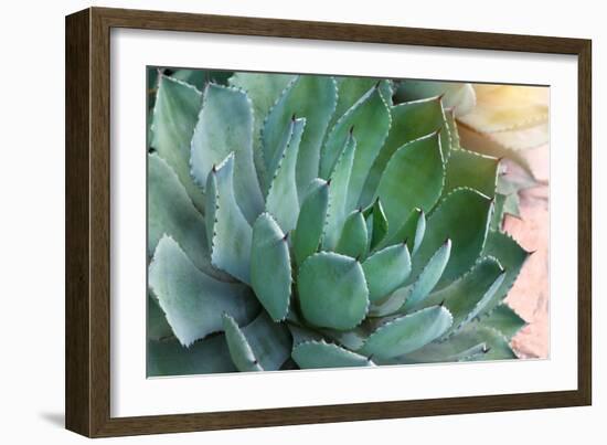Macro of Succulent Plant in the Desert-kenny001-Framed Photographic Print