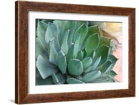 Macro of Succulent Plant in the Desert-kenny001-Framed Photographic Print