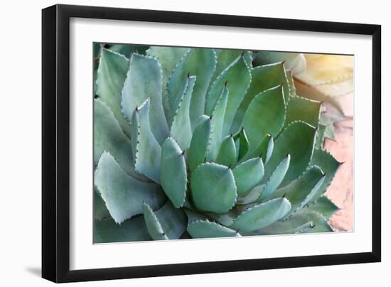 Macro of Succulent Plant in the Desert-kenny001-Framed Photographic Print