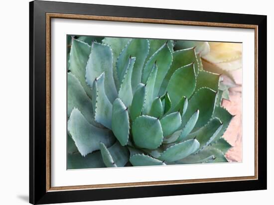 Macro of Succulent Plant in the Desert-kenny001-Framed Photographic Print