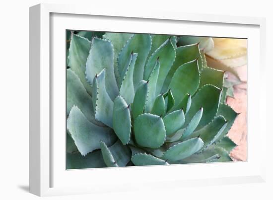 Macro of Succulent Plant in the Desert-kenny001-Framed Photographic Print