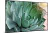 Macro of Succulent Plant in the Desert-kenny001-Mounted Photographic Print