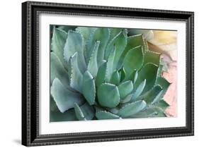 Macro of Succulent Plant in the Desert-kenny001-Framed Photographic Print