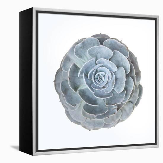 Macro of Succulent Plant-kenny001-Framed Premier Image Canvas