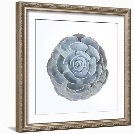 Macro of Succulent Plant-kenny001-Framed Photographic Print