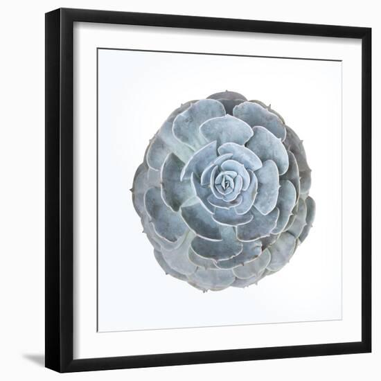 Macro of Succulent Plant-kenny001-Framed Photographic Print