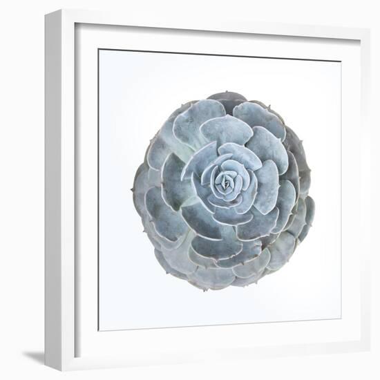 Macro of Succulent Plant-kenny001-Framed Photographic Print
