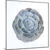 Macro of Succulent Plant-kenny001-Mounted Photographic Print