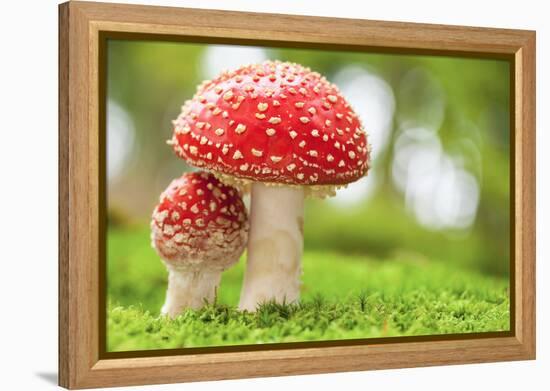 Macro Photo of Amanita Muscaria in Forest-Jag_cz-Framed Premier Image Canvas