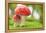 Macro Photo of Amanita Muscaria in Forest-Jag_cz-Framed Premier Image Canvas