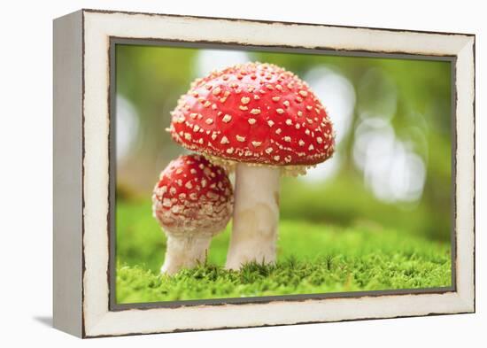 Macro Photo of Amanita Muscaria in Forest-Jag_cz-Framed Premier Image Canvas