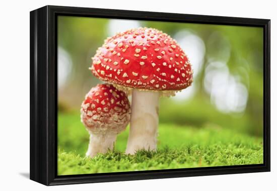 Macro Photo of Amanita Muscaria in Forest-Jag_cz-Framed Premier Image Canvas