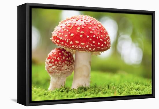 Macro Photo of Amanita Muscaria in Forest-Jag_cz-Framed Premier Image Canvas