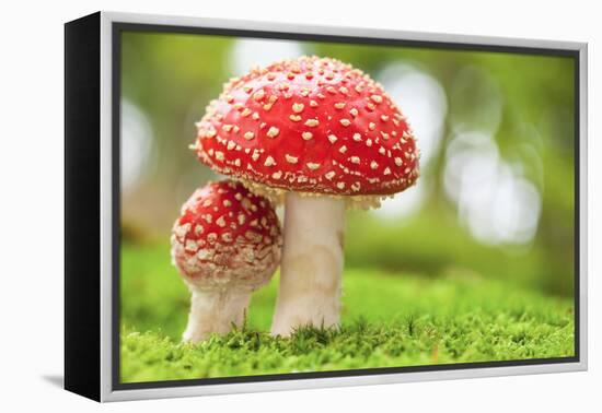 Macro Photo of Amanita Muscaria in Forest-Jag_cz-Framed Premier Image Canvas