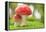 Macro Photo of Amanita Muscaria in Forest-Jag_cz-Framed Premier Image Canvas