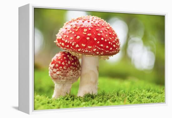 Macro Photo of Amanita Muscaria in Forest-Jag_cz-Framed Premier Image Canvas