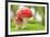 Macro Photo of Amanita Muscaria in Forest-Jag_cz-Framed Photographic Print