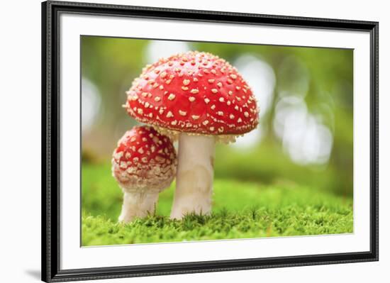 Macro Photo of Amanita Muscaria in Forest-Jag_cz-Framed Photographic Print