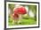 Macro Photo of Amanita Muscaria in Forest-Jag_cz-Framed Photographic Print