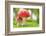 Macro Photo of Amanita Muscaria in Forest-Jag_cz-Framed Photographic Print