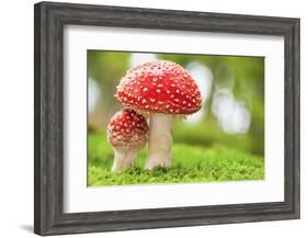 Macro Photo of Amanita Muscaria in Forest-Jag_cz-Framed Photographic Print