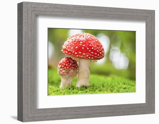 Macro Photo of Amanita Muscaria in Forest-Jag_cz-Framed Photographic Print