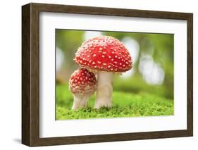 Macro Photo of Amanita Muscaria in Forest-Jag_cz-Framed Photographic Print