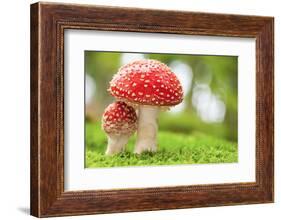 Macro Photo of Amanita Muscaria in Forest-Jag_cz-Framed Photographic Print