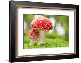Macro Photo of Amanita Muscaria in Forest-Jag_cz-Framed Photographic Print