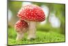 Macro Photo of Amanita Muscaria in Forest-Jag_cz-Mounted Photographic Print
