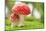 Macro Photo of Amanita Muscaria in Forest-Jag_cz-Mounted Photographic Print
