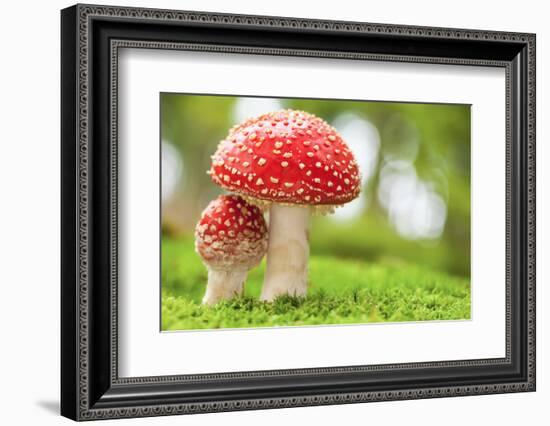 Macro Photo of Amanita Muscaria in Forest-Jag_cz-Framed Photographic Print