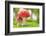 Macro Photo of Amanita Muscaria in Forest-Jag_cz-Framed Photographic Print