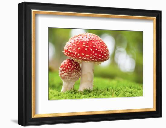 Macro Photo of Amanita Muscaria in Forest-Jag_cz-Framed Photographic Print