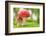 Macro Photo of Amanita Muscaria in Forest-Jag_cz-Framed Photographic Print