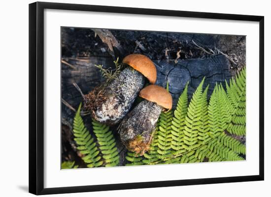 Macro Photo of Orange-Cap Boletus on Wooden Backfround. Wild Mushroom. Leccinum Aurantiacum.-NaturePhotography-Framed Photographic Print