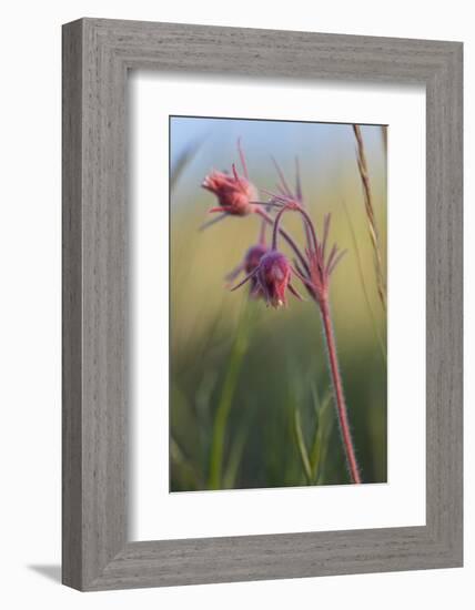 Macro Photo of Prairie Flowers in Montana-James White-Framed Photographic Print