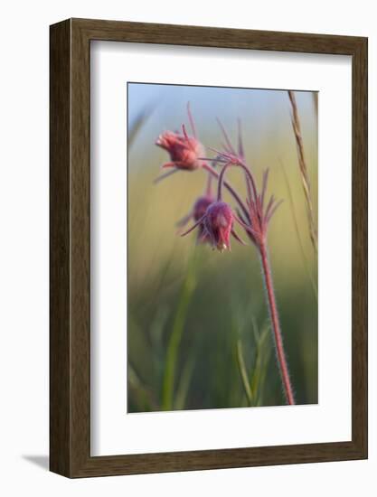 Macro Photo of Prairie Flowers in Montana-James White-Framed Photographic Print