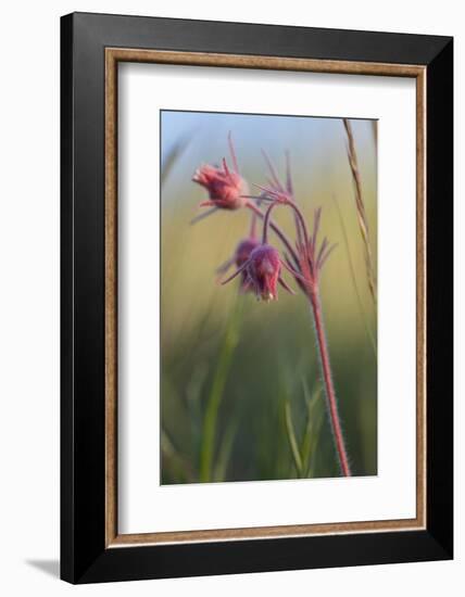 Macro Photo of Prairie Flowers in Montana-James White-Framed Photographic Print