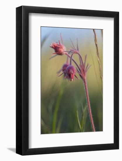 Macro Photo of Prairie Flowers in Montana-James White-Framed Photographic Print