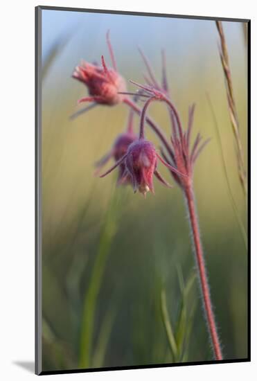 Macro Photo of Prairie Flowers in Montana-James White-Mounted Photographic Print