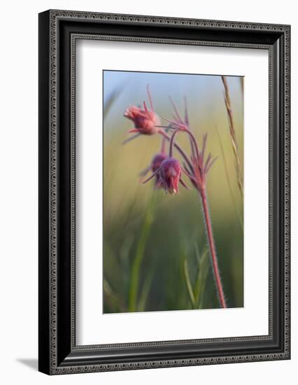 Macro Photo of Prairie Flowers in Montana-James White-Framed Photographic Print